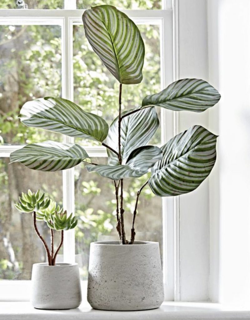 Your indoor garden will love live in a sunny spot like a window sill. 