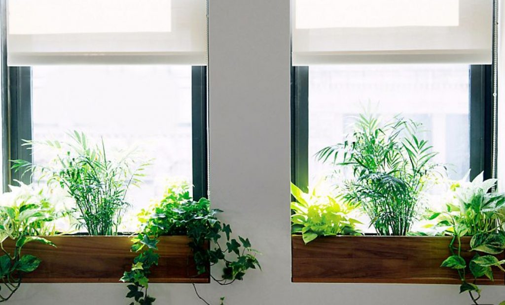 An indoor garden in built in window sill planters.