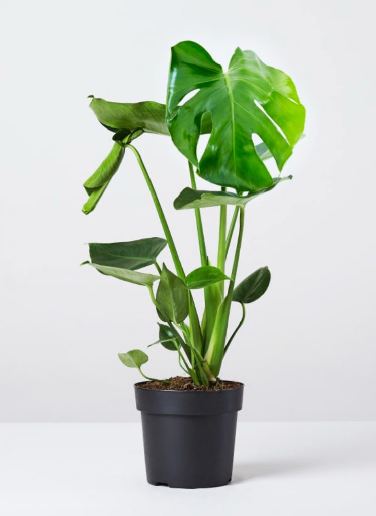 A cheese plant is a good plant for A beginners indoor garden.