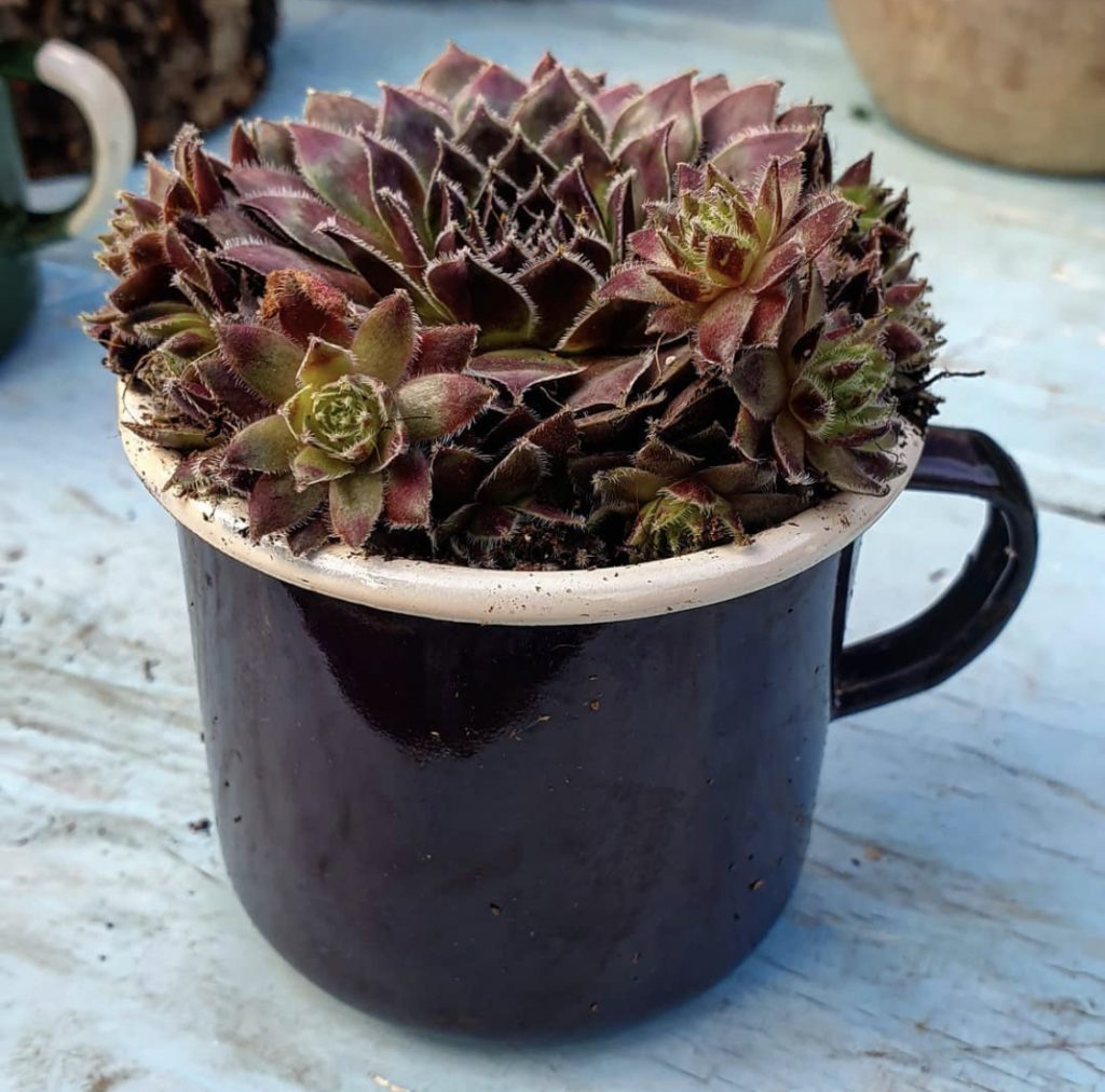 Succulents and Cacti are fail proof for your first indoor garden.