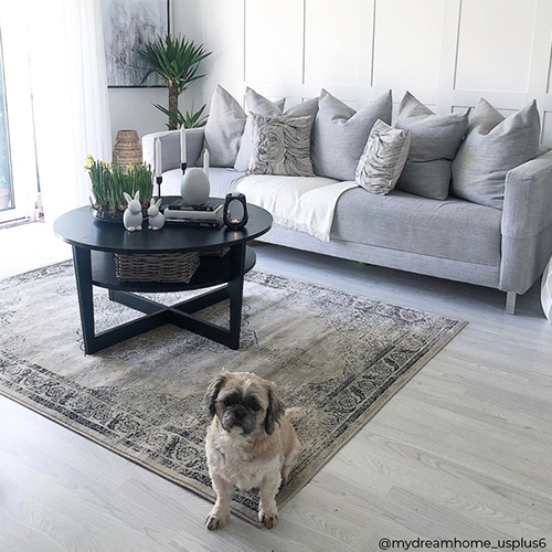 a pug on a rug