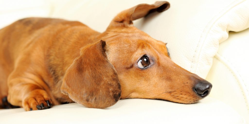 A small dog laying on a sofa cushion