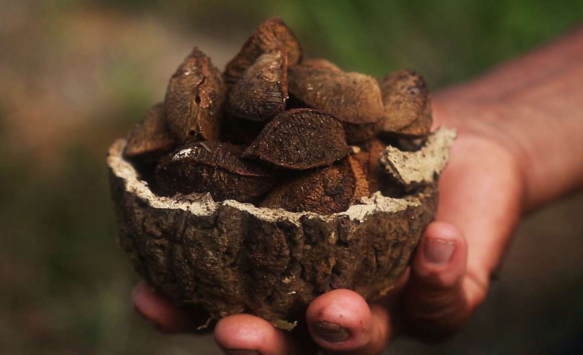 The Peruvian Brazil Nut Project