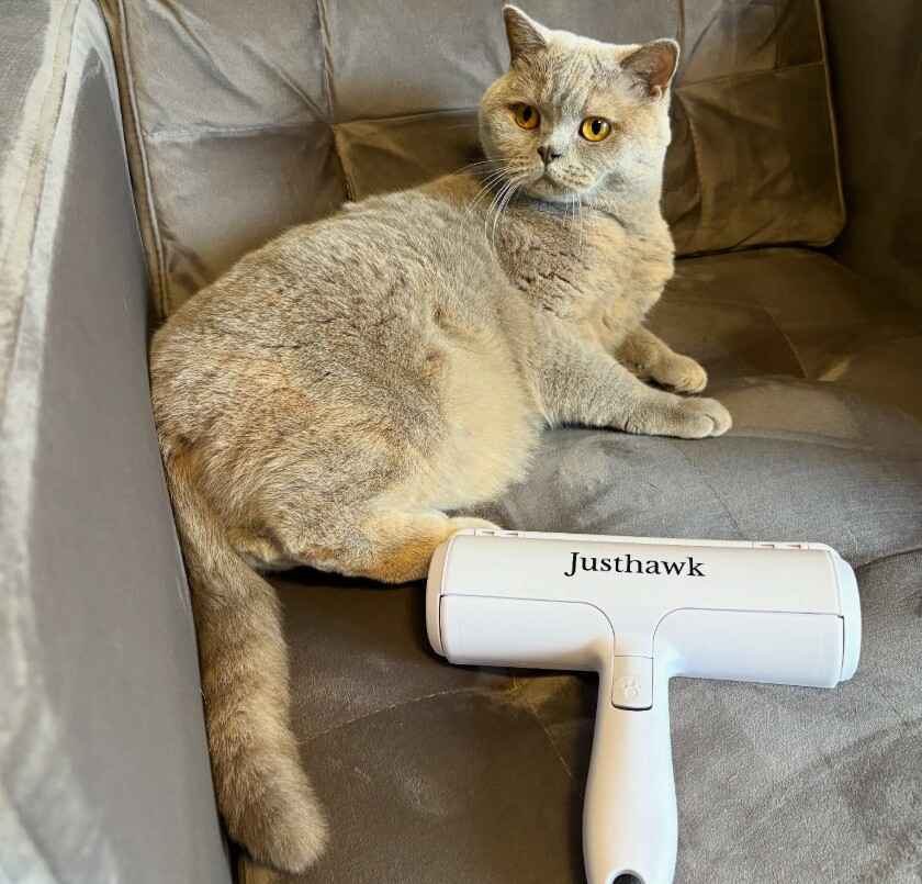 grey cat on grey velvet sofa with cat fur cleaning tool beside