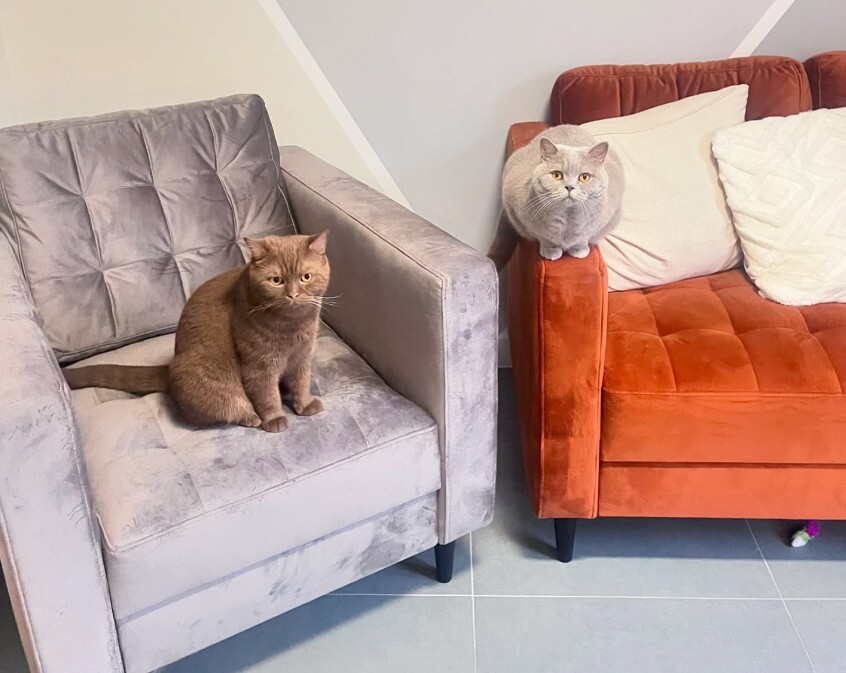 2 grey cats, one sat on grey velvet armchair and one sat on orange velvet sofa