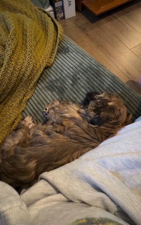 small dog sleeping on green corduroy sofa bed