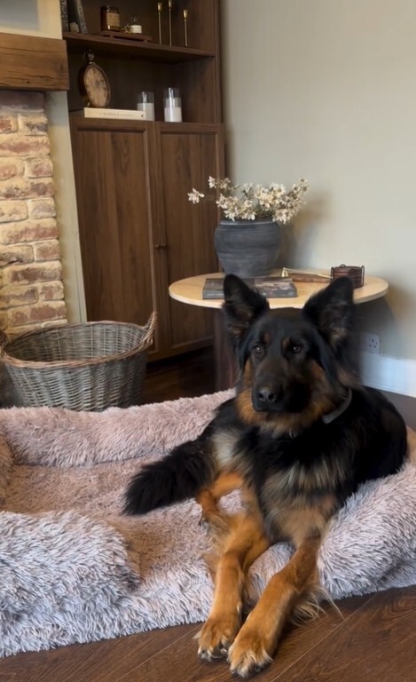 warm and cosy living room with Alsatian dog in dog bed in front of round marble effect and wood coffee table
