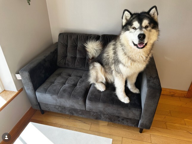 large malamute dog on 2 seater grey velvet sofa